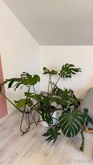 Monstera - 3