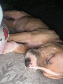 Štěně stafford X pitbull - 3