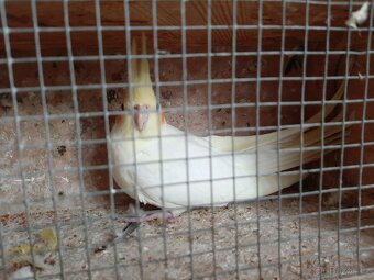 Korely  ... korela - 3