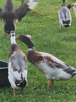 Indické běžce - 3