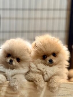 POMERANIAN S PP FCI - 3