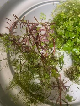 Akvarijní rostliny Mix - 3
