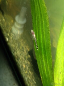 Ancistrus - 3