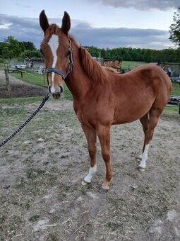 Qh - 3