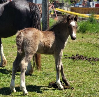 Welsh pony of cob type - hřebeček - 3