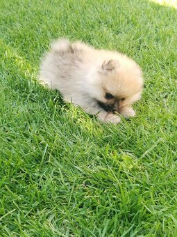 Prodám Německý špic trpasličí pomeranian - 3