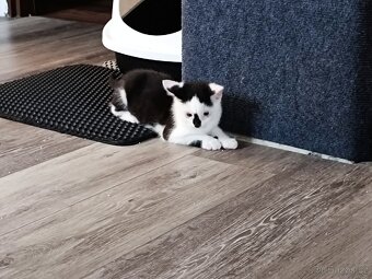 Hledáme domov pro čtyři statečné kocourky 🐾🐈🐈🐈🐈 - 3