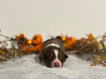 Australský ovčák s PP - 3