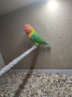 Agapornis Fisherův - 3