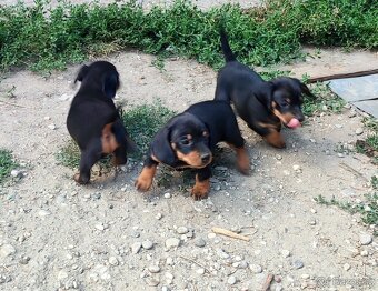 Jezevčík trpasličí - 3