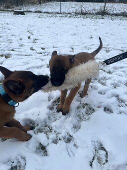 Belgický ovčák malinois s PP - 3