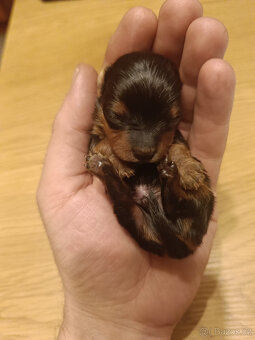 MICRO York Yorkšírský teriér XXXS Kluci si rezervují - 3