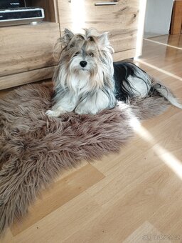 Biewer Jorkširský terier - 3