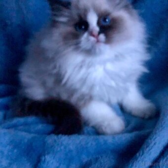 Ragdoll koťátka s PP - 3