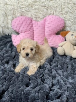 Maltipoo pudl - 3