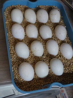 kachňata Saská - 3