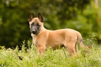 Belgický ovčák Malinois s PP - 3