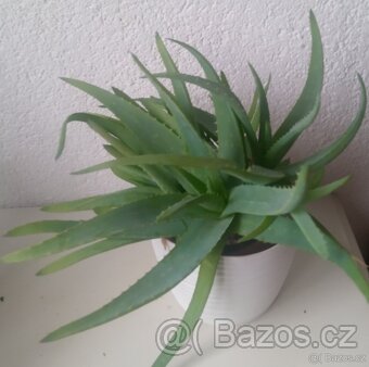 Aloe vera - 3