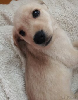 Štěňata labradora kříženci - 3