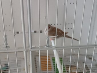 Holoubek diamantový - 3