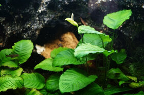 Akvarijní rostlinky - Cryptocoryne, Microsorium, Anubias - 3