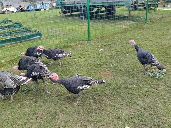 Krůty bronzové - 3