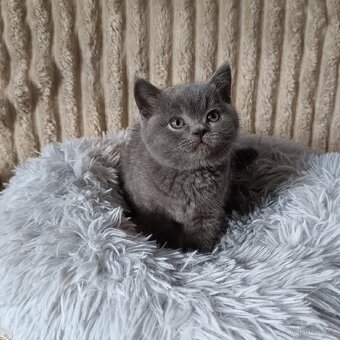 Britská koťata - 3