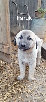 Kangal-štěňátka-pejsek-ihned k odběru - 3