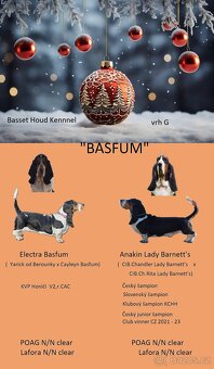 Basset hound - 3