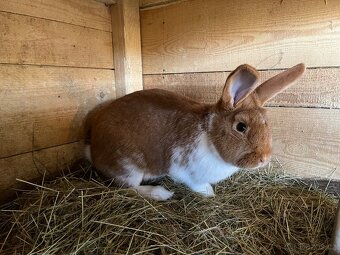 Meklenburský strakáč - 3