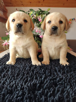 Labrador, Labradorský retrívr - 3