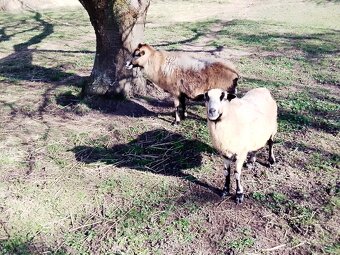 Kamerunské ovce - 3