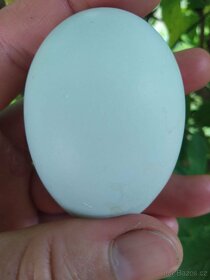Cream legbar - násadová vejce - 3
