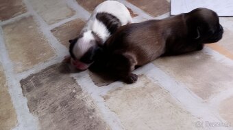 Shih-tzu - 3