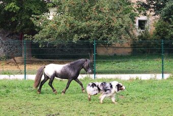Připouštění Minihorse/minipony - 3