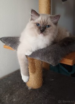 Kočička blue mitted s PP - 3