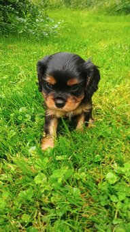 KAVALÍR KING CHARLES SPANIEL ŠTĚŇÁTKA S PP - 3