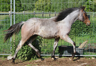 AQH Bay Roan roční hřebeček - 3