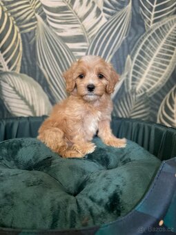 Maltipoo exkluzivní štěňátka - 3