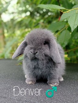 Zakrslý králíček Mini lop - 3