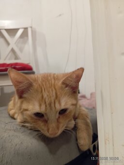 Krásný zrzavý kocourek - 3