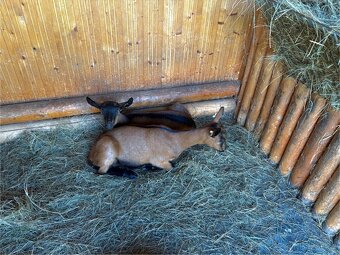 Koza Česká hnědá - 3