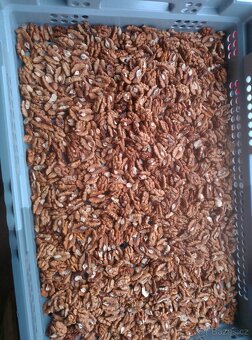 Prodám letošní loupané vlašské ořechy - 3