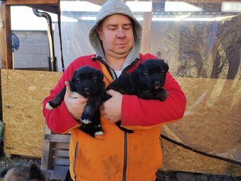 Kavkazský pastevecký pes - 3