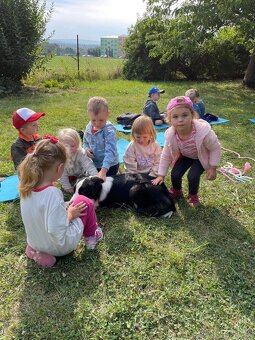 Border kolie s PP štěňata - 3