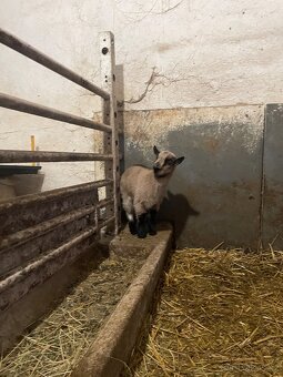 Holandská zakrslá koza - 3