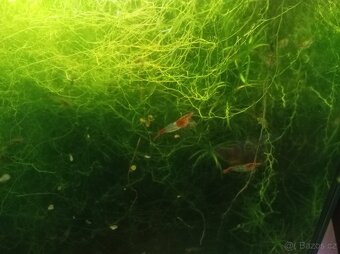 Krevetky Neocaridina - 3