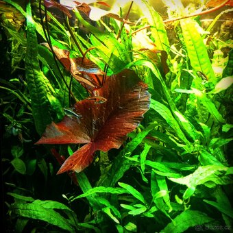 Leknín egyptský červený - 3