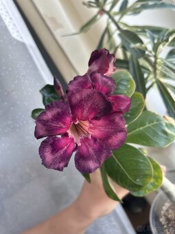 adenium obesum - rizky - 3