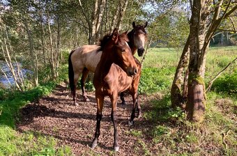 Nabízím hřebečka Lusitano - 3